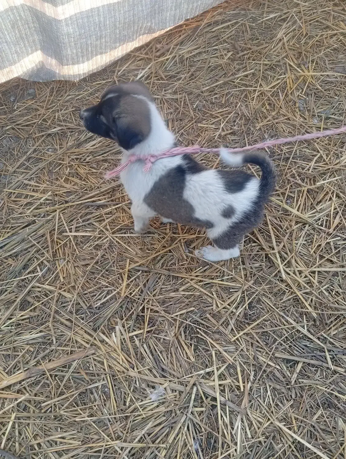 توله افغان|سگ|خان ببین, |دیوار