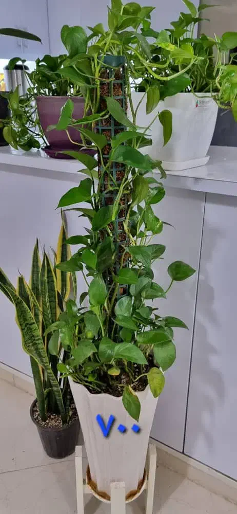 گل و گلدان|گل و گیاه طبیعی|اهواز, سیصد دستگاه|دیوار