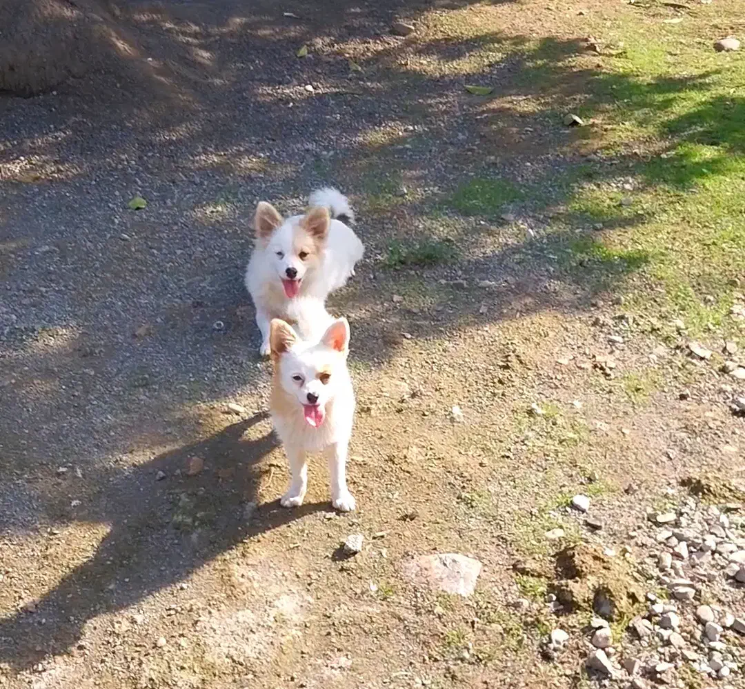 پامرانین خرسی و روباهی|سگ|تالش, تالش|دیوار