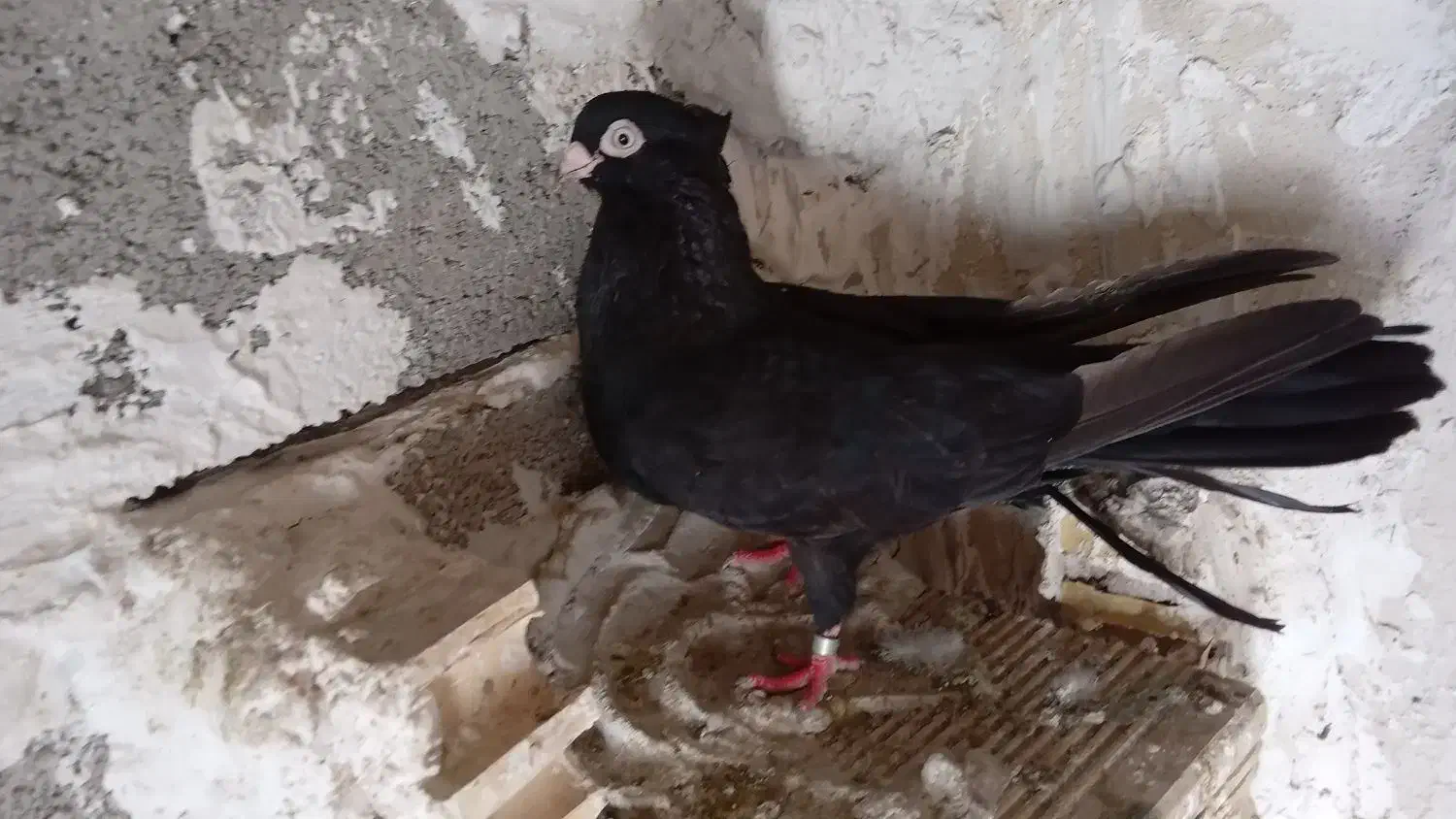 جفت صرب|پرنده|مسجد سلیمان, |دیوار