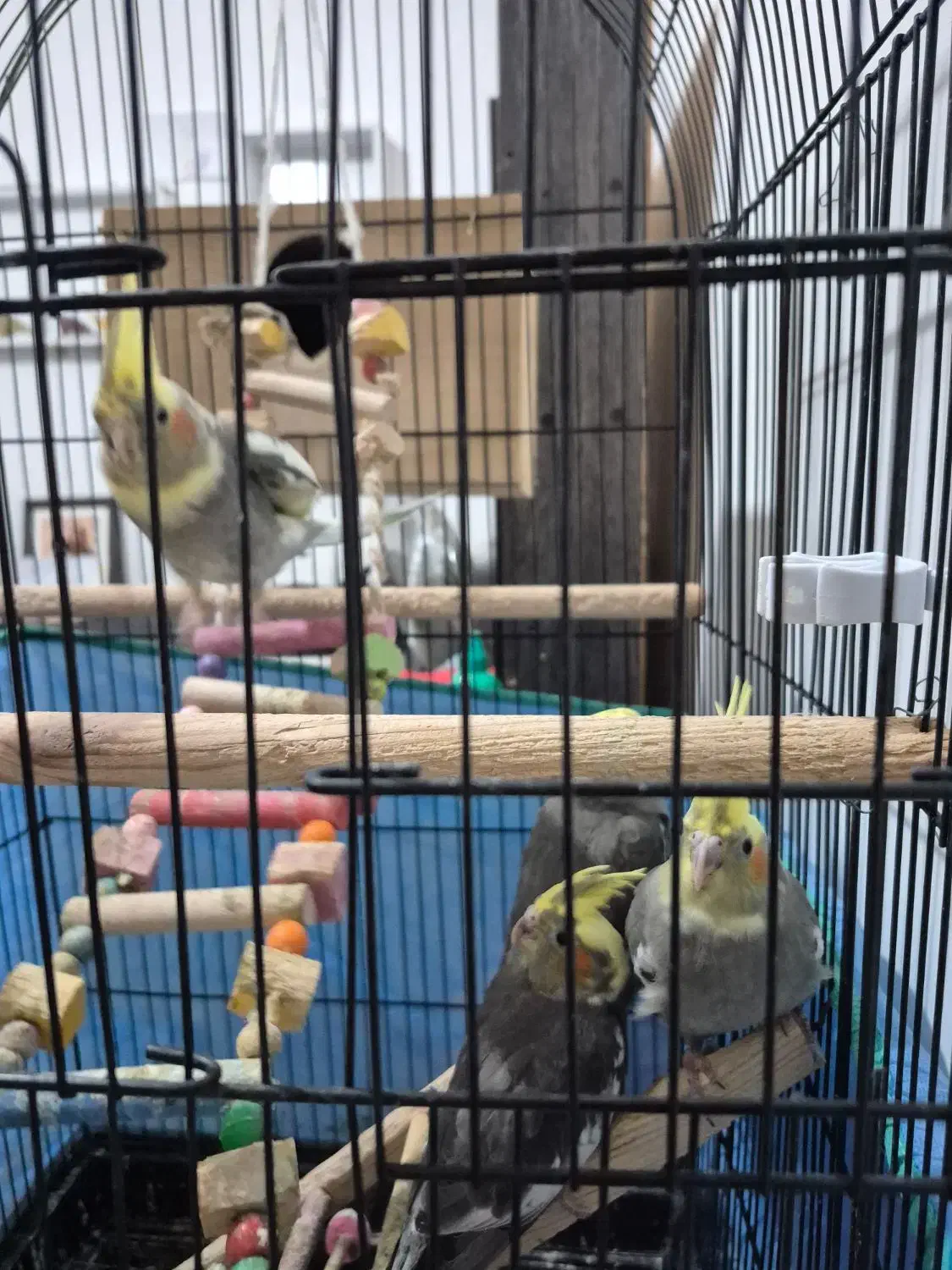 جوجه عروس هلندی|پرنده|رشت, کوی مهر|دیوار