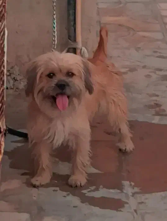 سگ شیدزو|سگ|نورآباد ممسنی, |دیوار