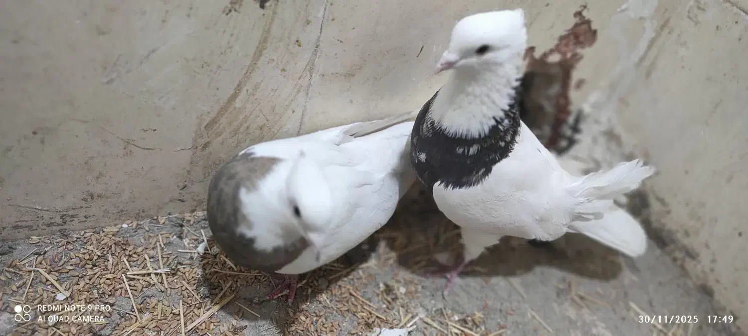 طوقی نامبروان|پرنده|اندیمشک, |دیوار