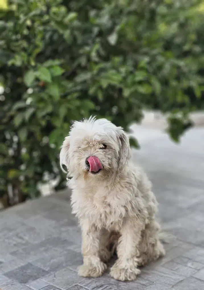 سگ خانگی نژاد شیتزو نر|سگ|دزفول, |دیوار