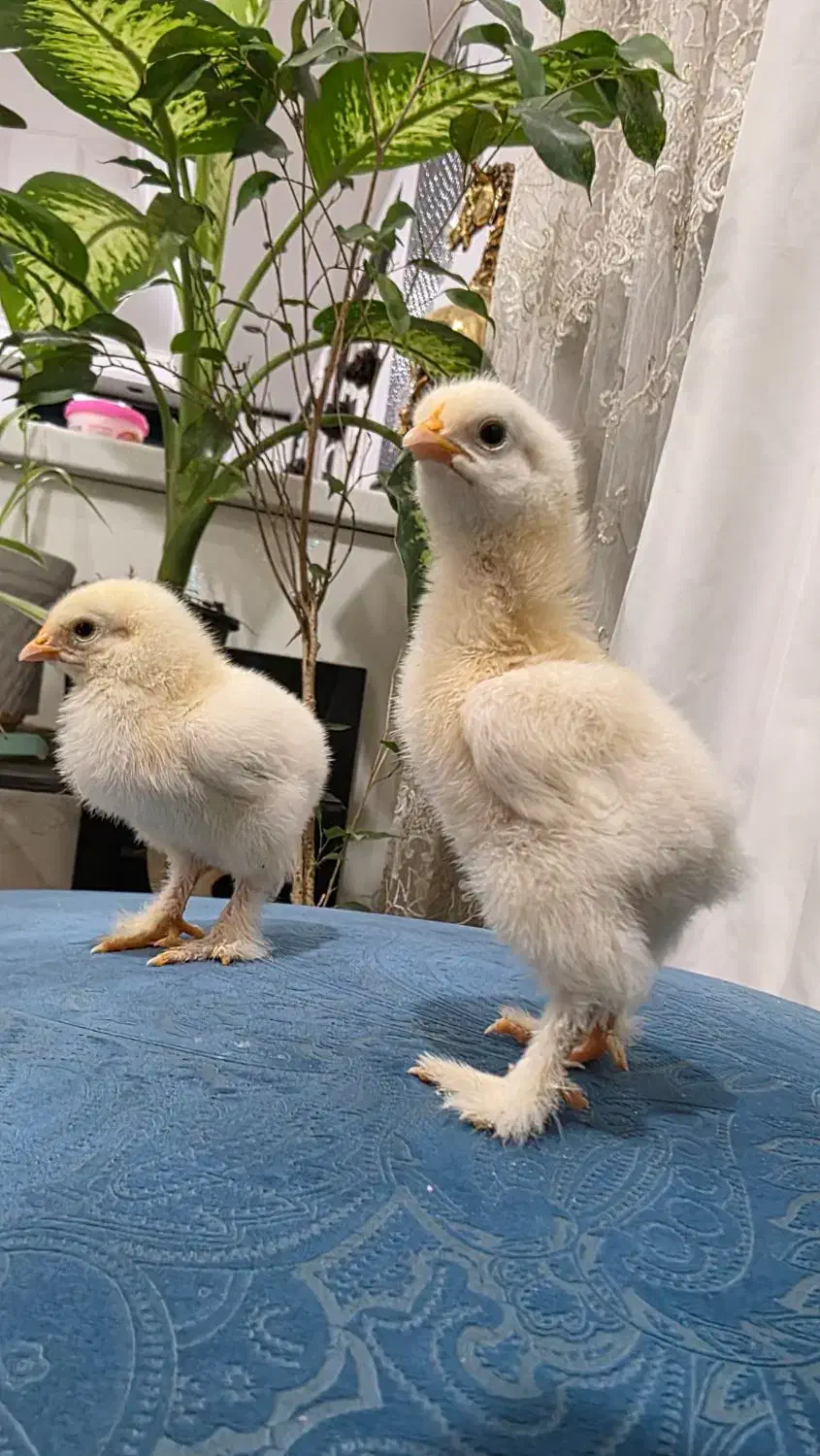 جوجه برهما لایت اصل ( امپراتور غول پیکر)|حیوانات مزرعه|کاشان, مدرس|دیوار