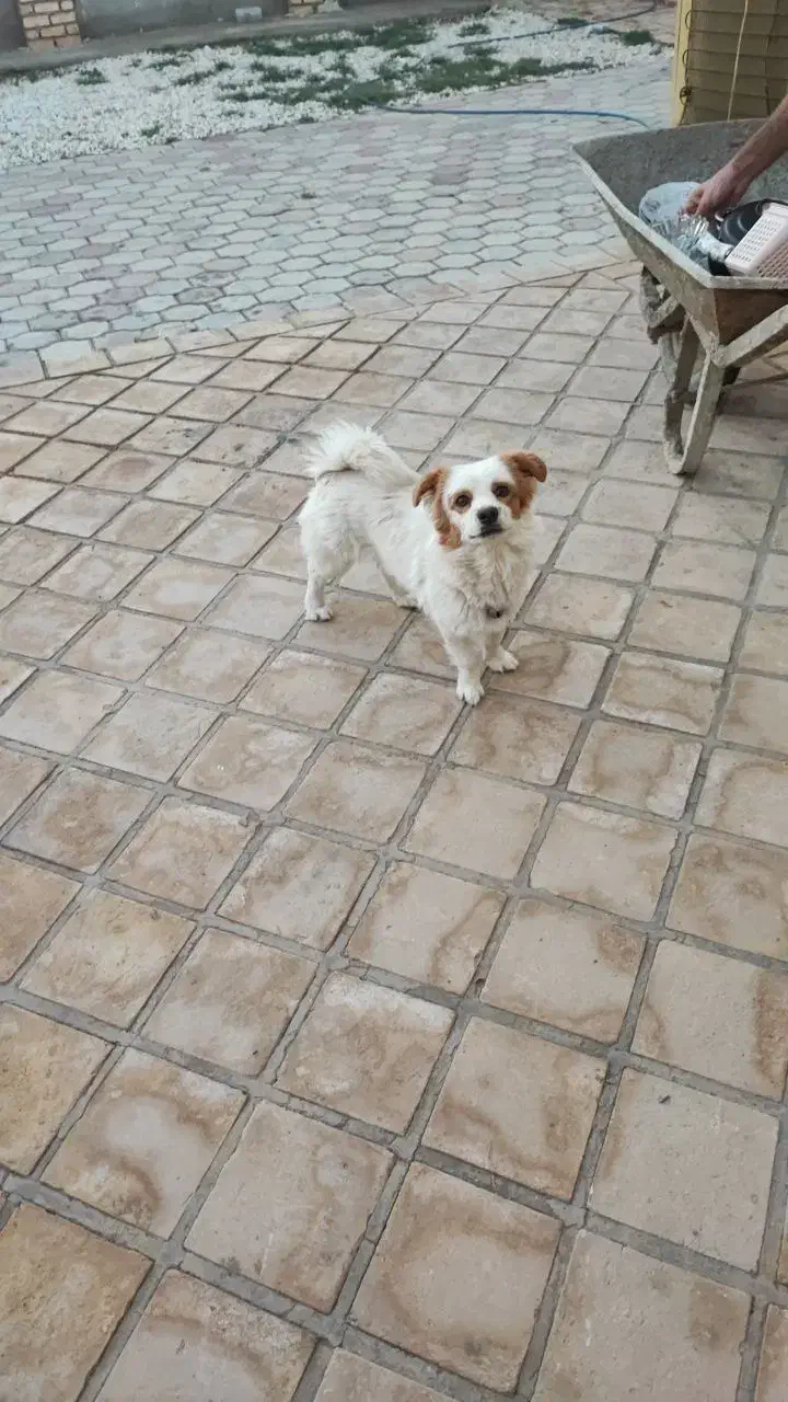 سگ پا کوتاه اشپیتز نر و ماده بازیگوش و شناسنامه ای|سگ|کاشان, خلیج فارس|دیوار