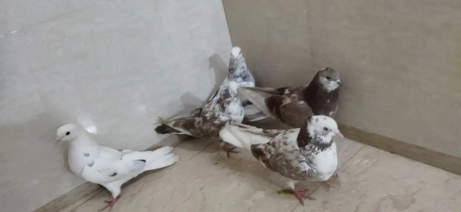 کبوتر پرشی هر قیمتی که مشتری بگه در خدمتم|پرنده|بوکان, |دیوار