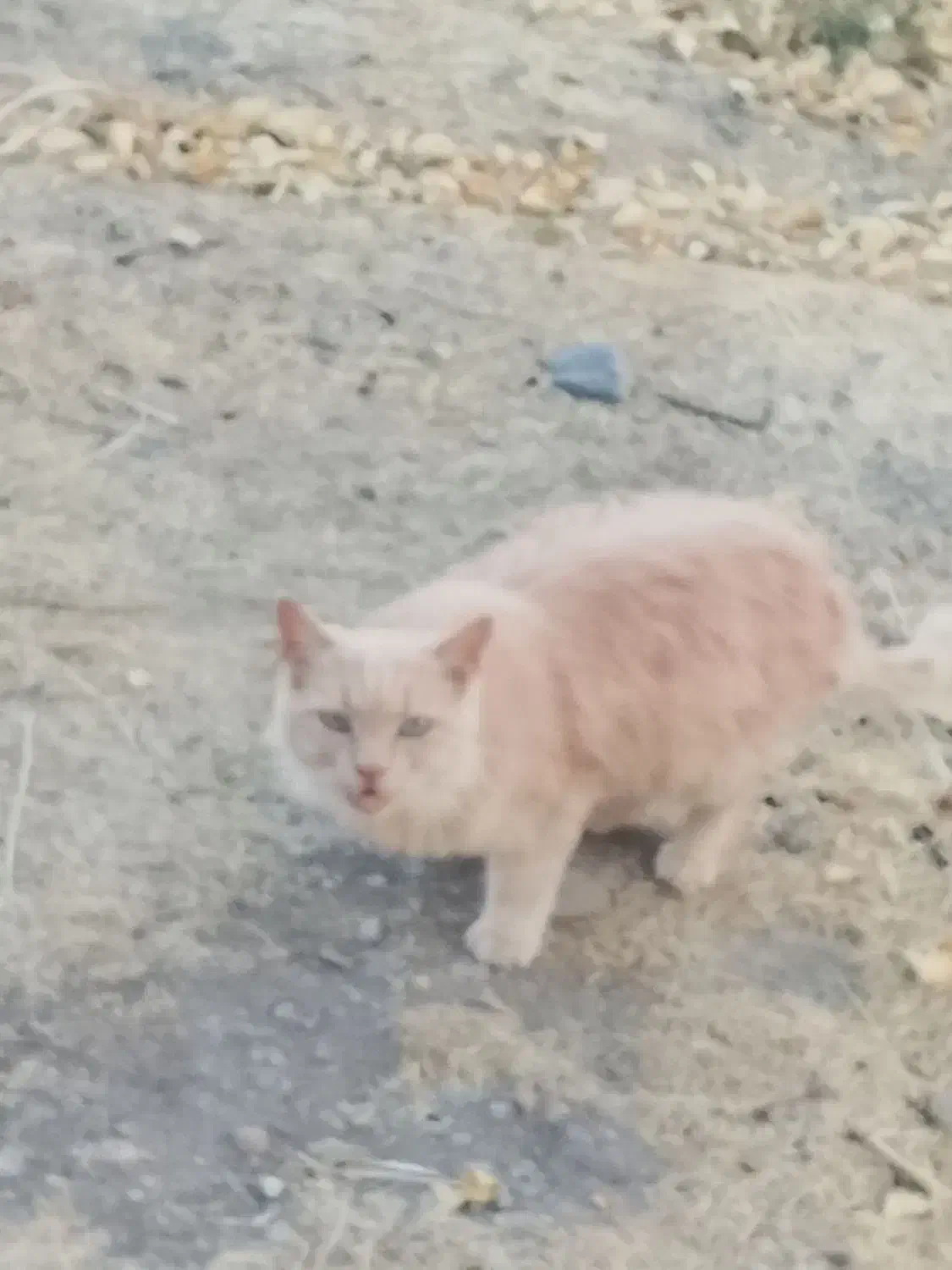 گربه پرشین|گربه|زنجان, |دیوار