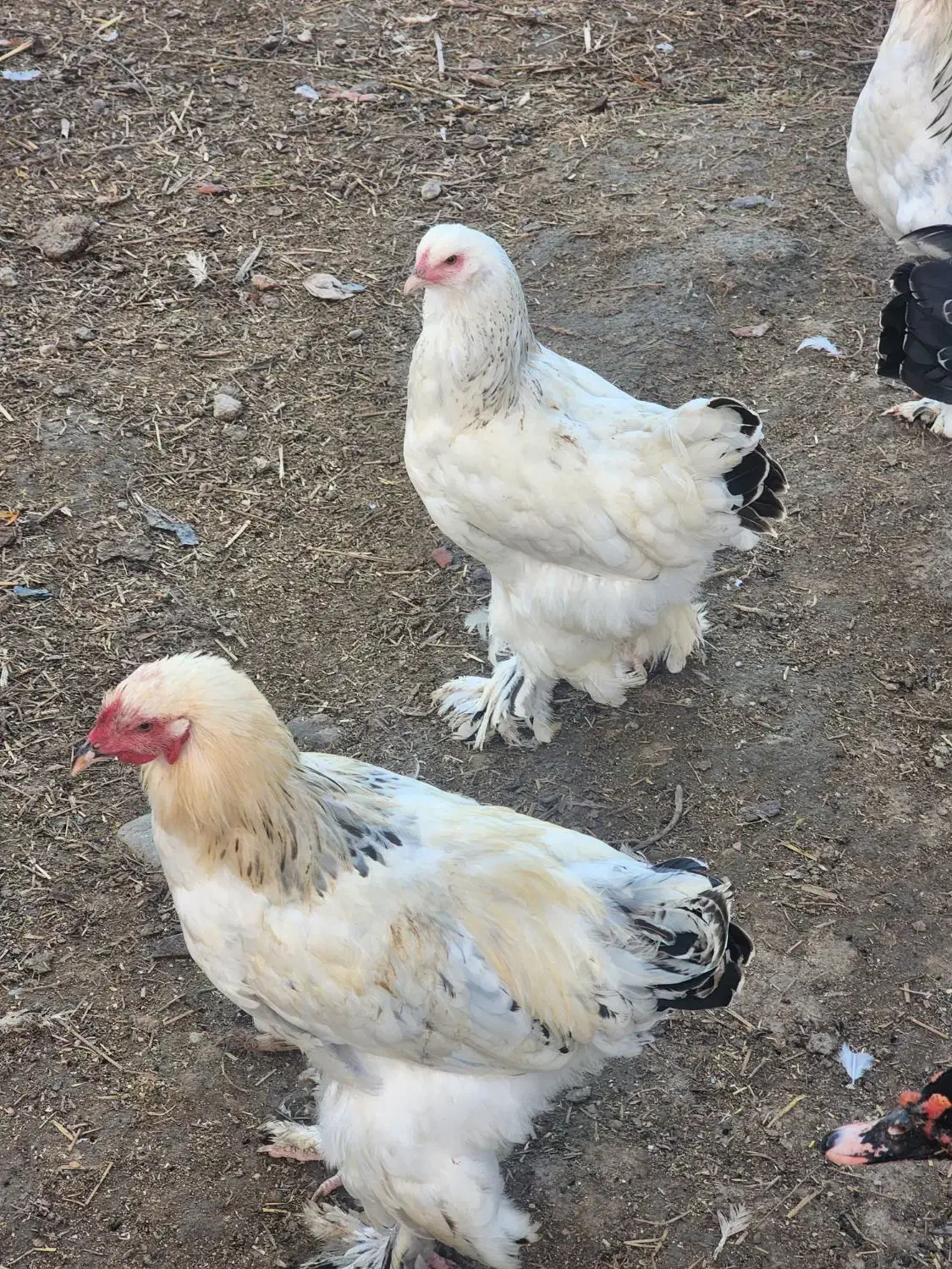 مرغ وخروس برهمااصل|حیوانات مزرعه|شهمیرزاد, |دیوار