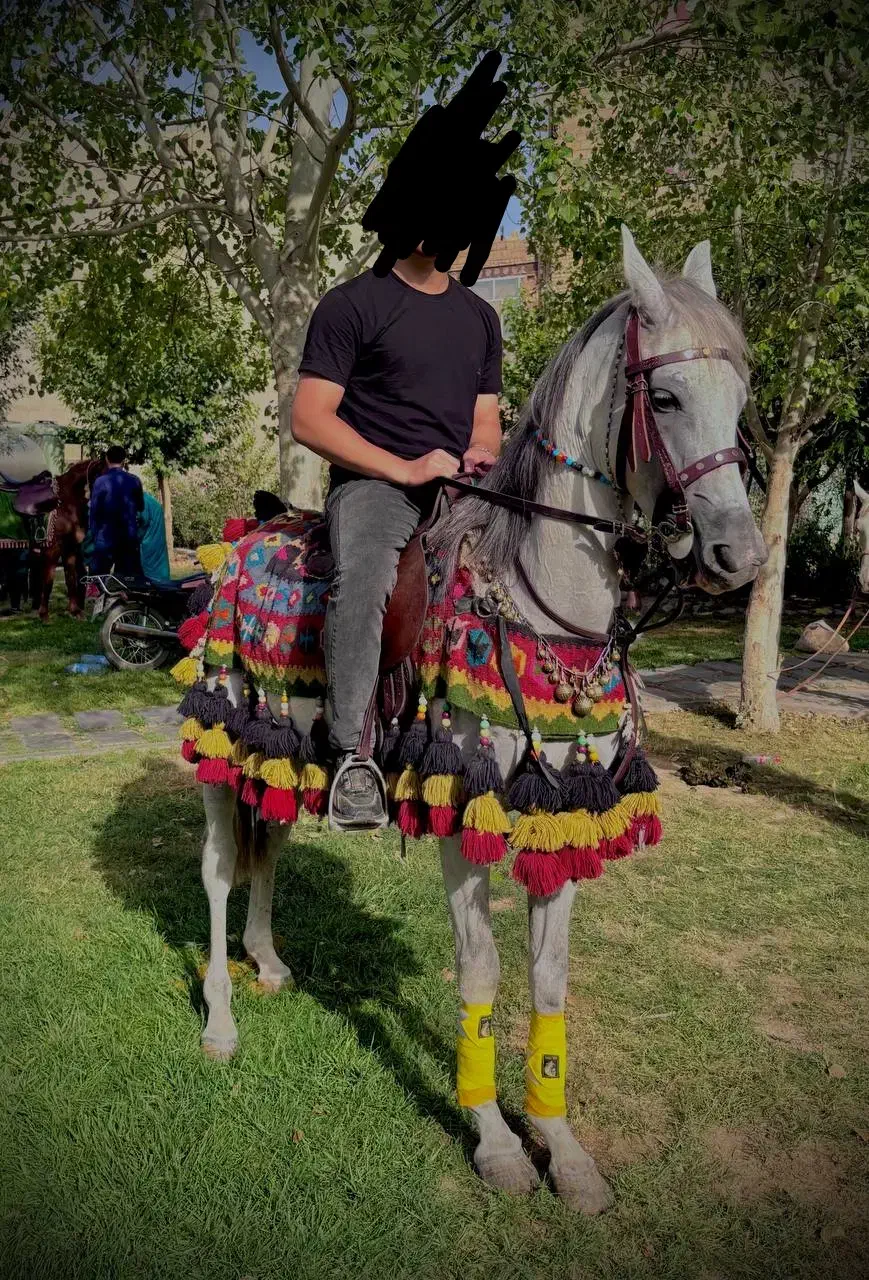 اسب مادیون عرب یک سر|اسب و تجهیزات اسب‌سواری|ورامین, ورامین|دیوار