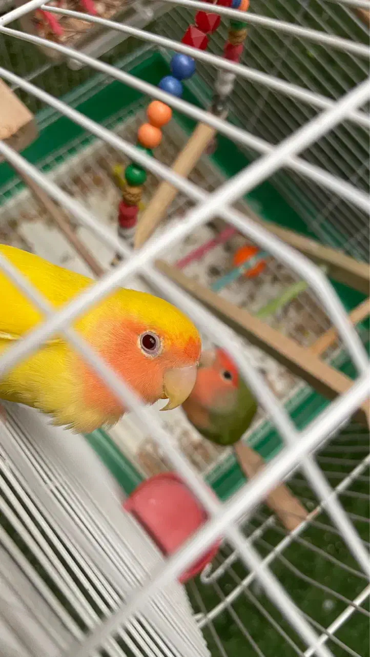 کوتوله برزیلی|پرنده|نجف‌آباد, هفده شهریور|دیوار