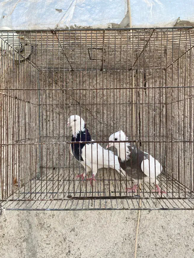 کلفه جفت|پرنده|اردبیل, |دیوار