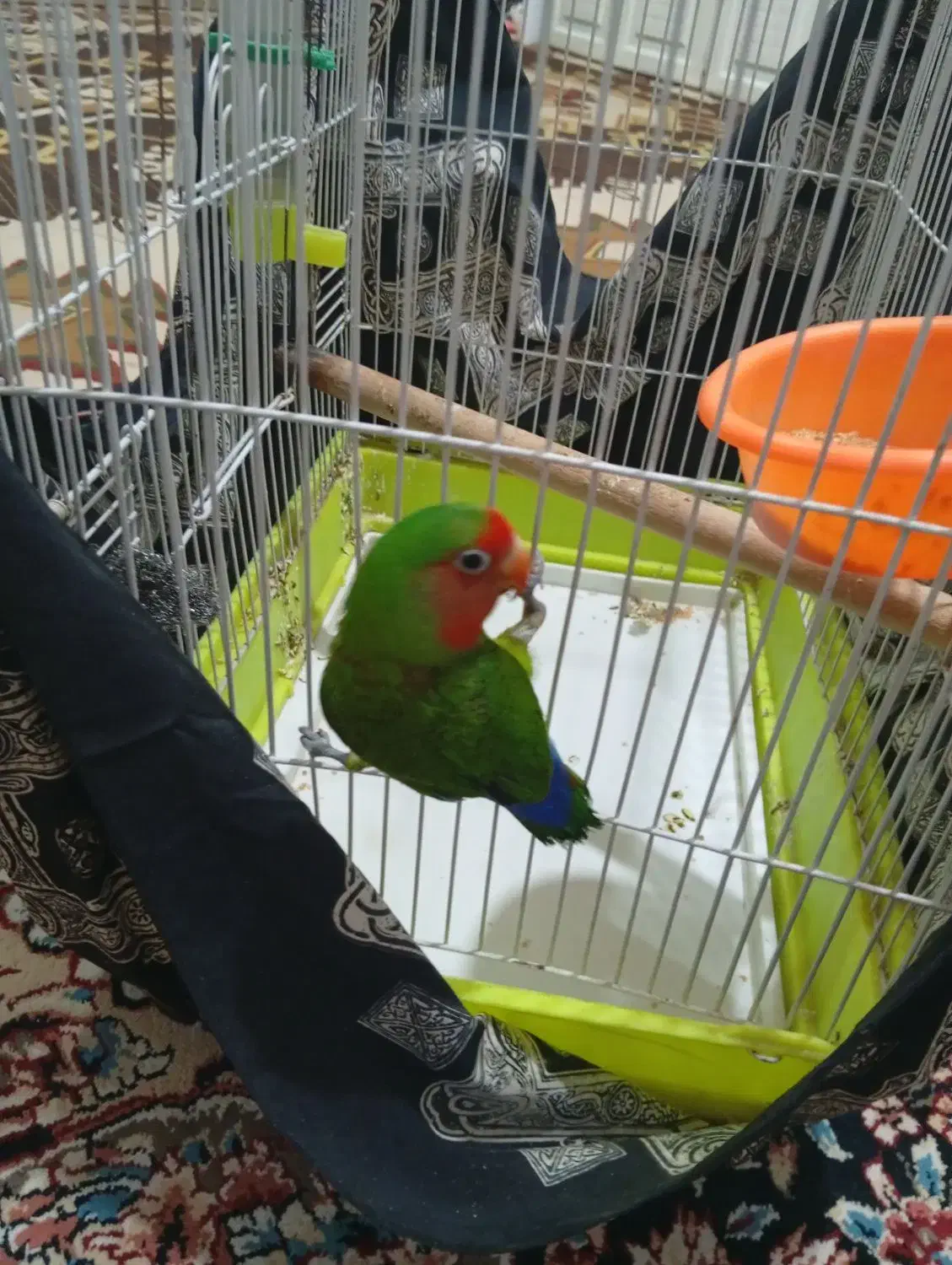 طوطی برزلی|پرنده|مرودشت, زنگی آباد|دیوار