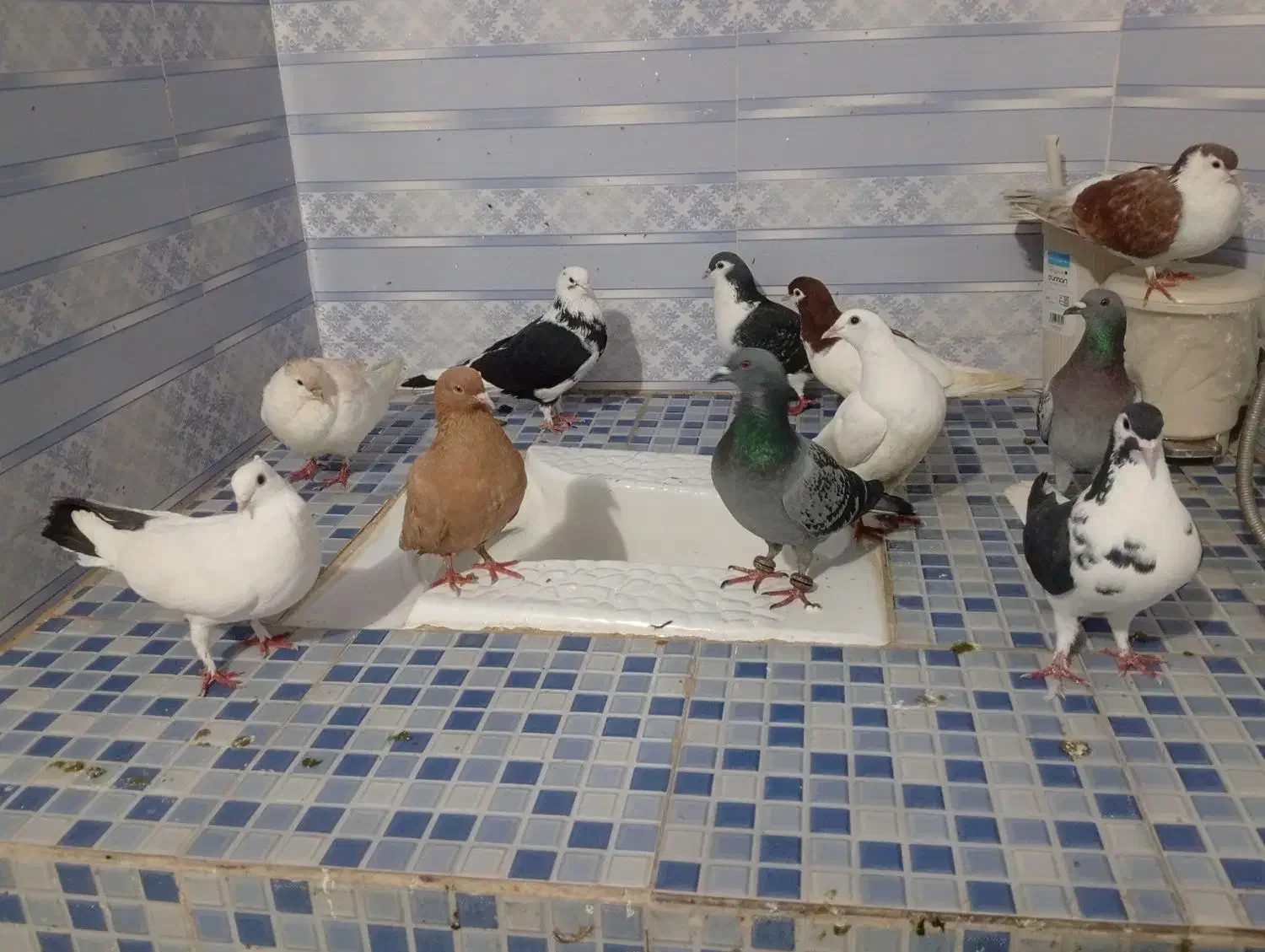 کفتر|پرنده|تربت‌حیدریه, حاجی یار‎|دیوار