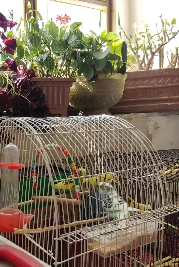 سه جفت مرغ عشق سالم وسرحال مولد|پرنده|شاهین دژ, |دیوار