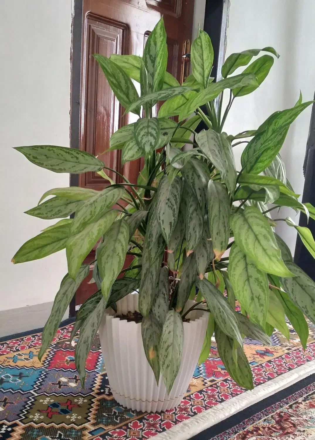 گل طبیعی آپارتمانی|گل و گیاه طبیعی|ایوان, |دیوار