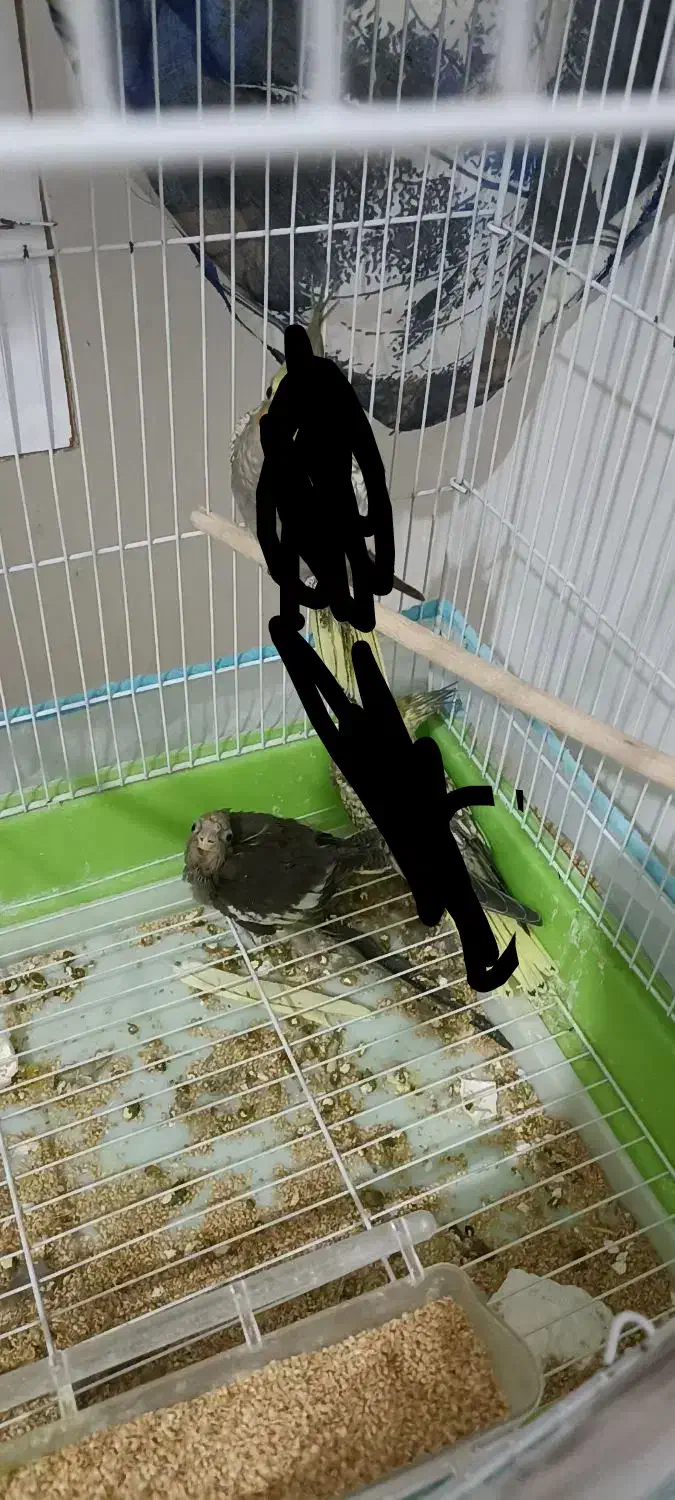 عروس هلندی|پرنده|تربت‌حیدریه, یحیی آباد|دیوار