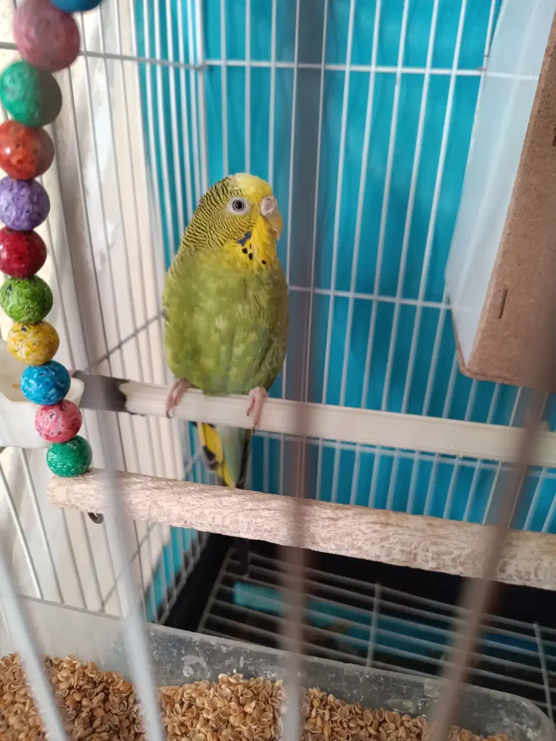 مرغ عشق|پرنده|گلبهار, شهر جدید گلبهار|دیوار