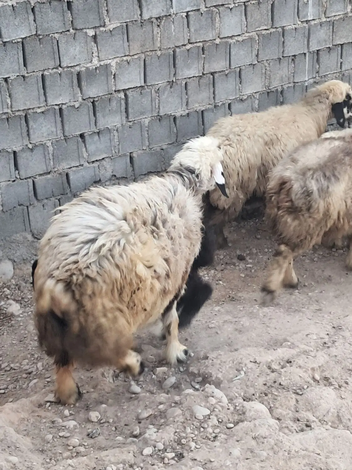 میش|حیوانات مزرعه|امیدیه, |دیوار