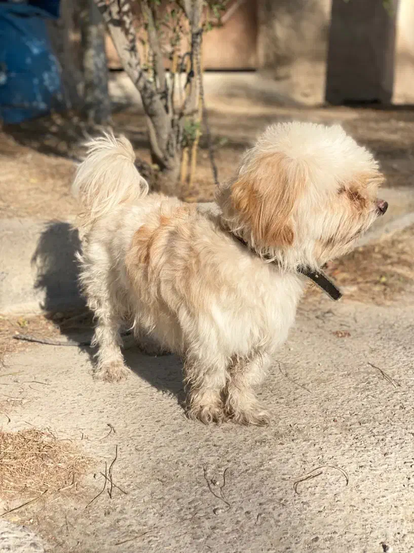 سگ گمشده|حیوانات|مرودشت, کناره|دیوار