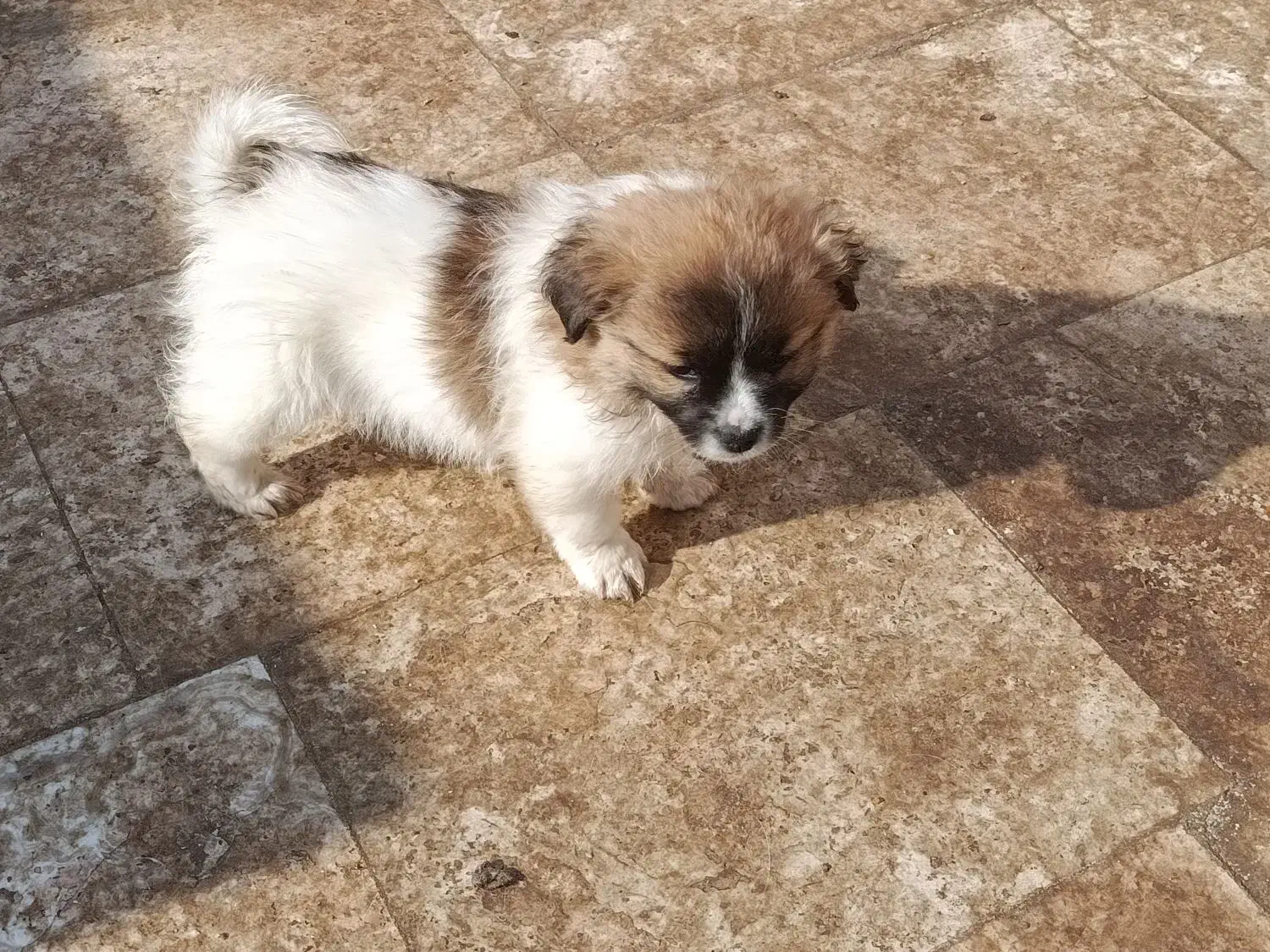 واگزاری الکسی|سگ|قم, سالاریه|دیوار