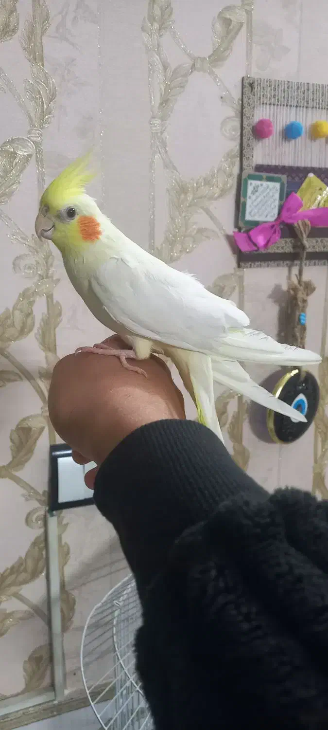 عروس هلندی لوتینو نر دستی مست مست درشت ضمانتی|پرنده|مشهد, طبرسی شمالی|دیوار