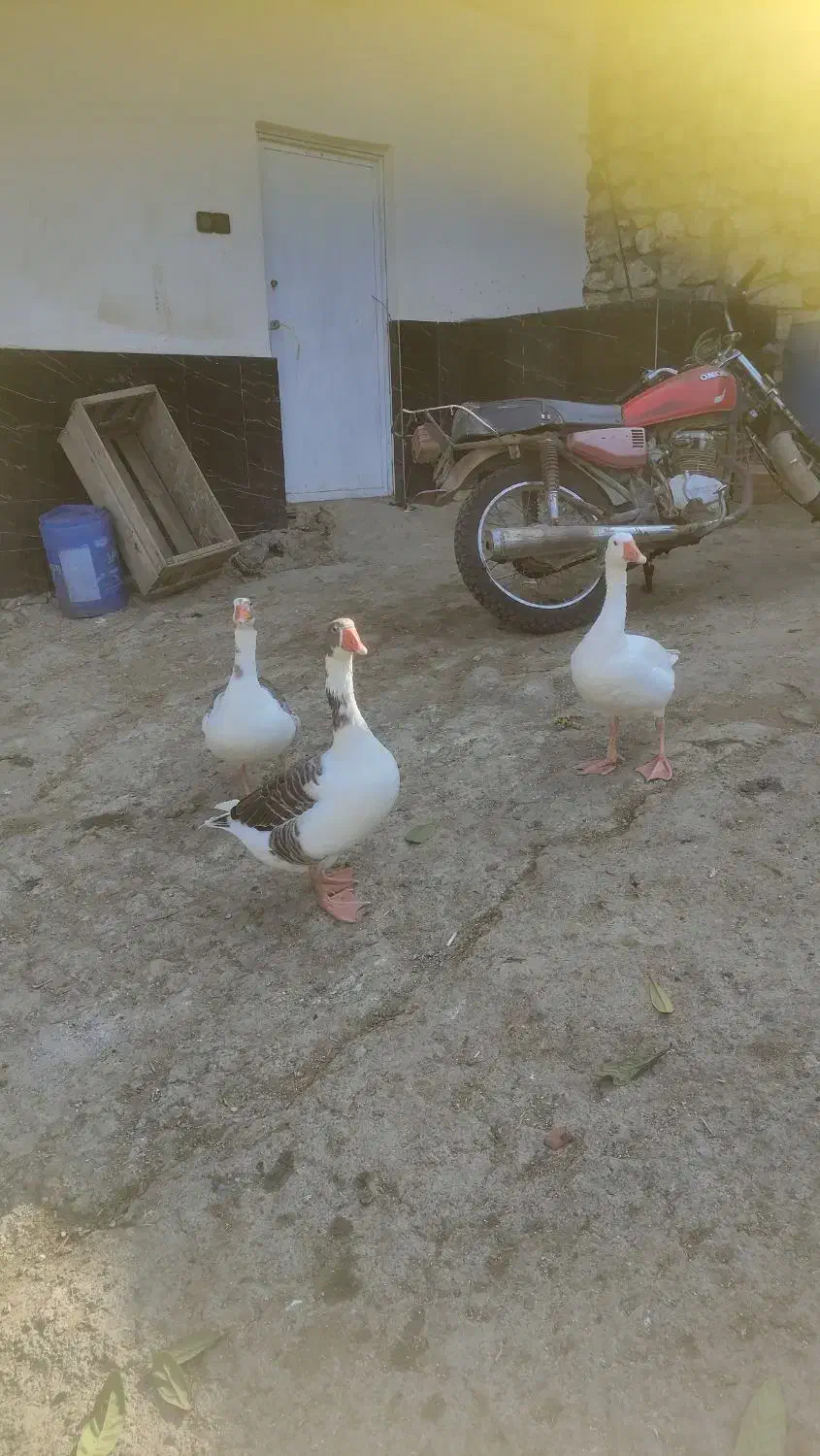 غاز تخم گذار|حیوانات مزرعه|بهشهر, |دیوار