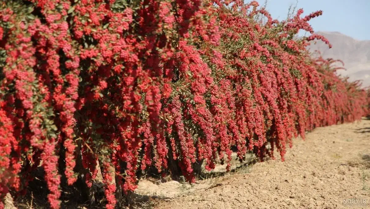 خریدار زرشک روی درخت در محدوده مود و سربیشه|خدمات باغبانی و درختکاری|بیرجند, |دیوار