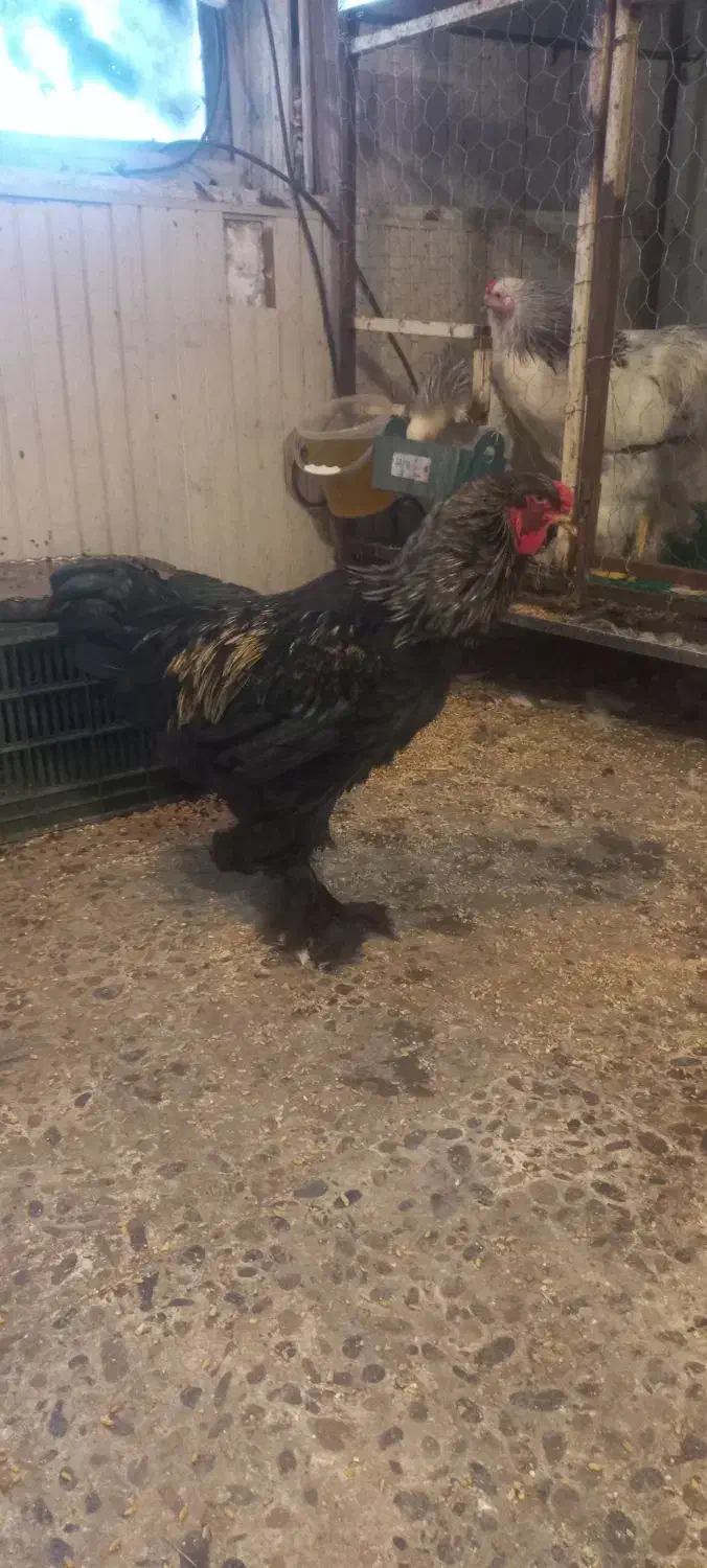 دو عدد خروس برهما|حیوانات مزرعه|بابل, |دیوار