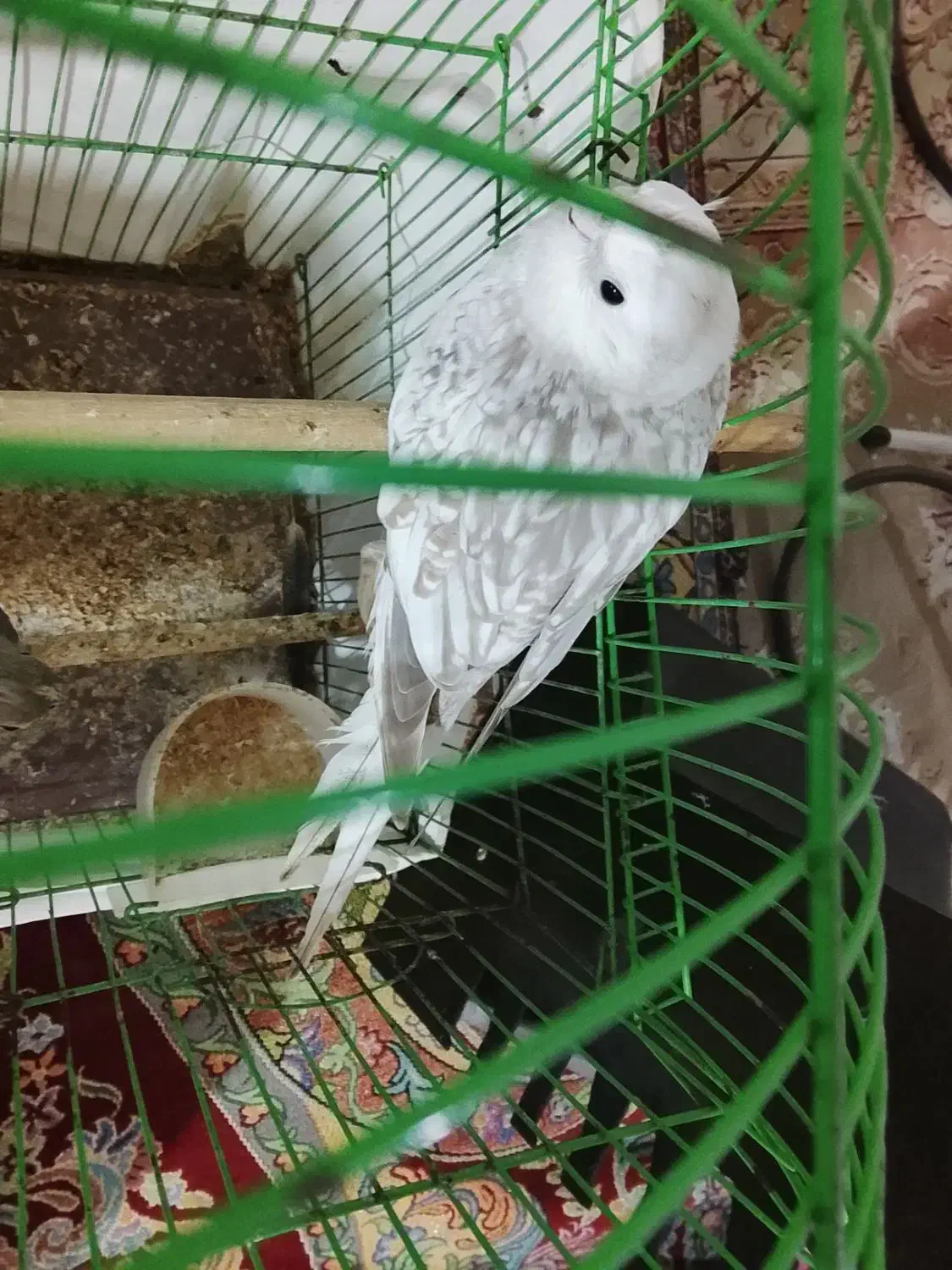 یک جفت عروس سرحال|پرنده|اسالم, |دیوار