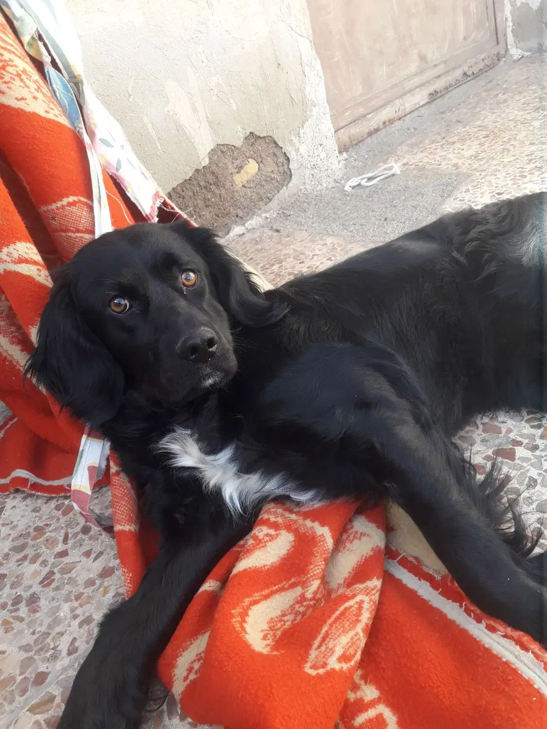 سگ گمشده|حیوانات|شاهرود, |دیوار