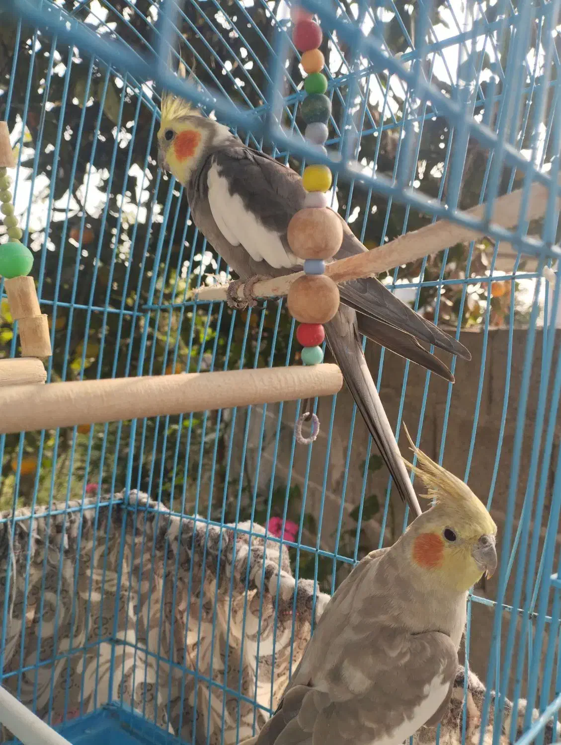 یه جفت عروس هلندی بالغ و سالم|پرنده|ماسال, |دیوار