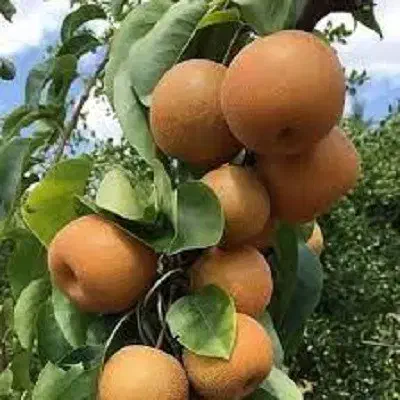 گلابی پرتغالی ، درخت گلابی ، نهال  گلخانه نهالستان|گل و گیاه طبیعی|مشهد, خواجه ربیع|دیوار