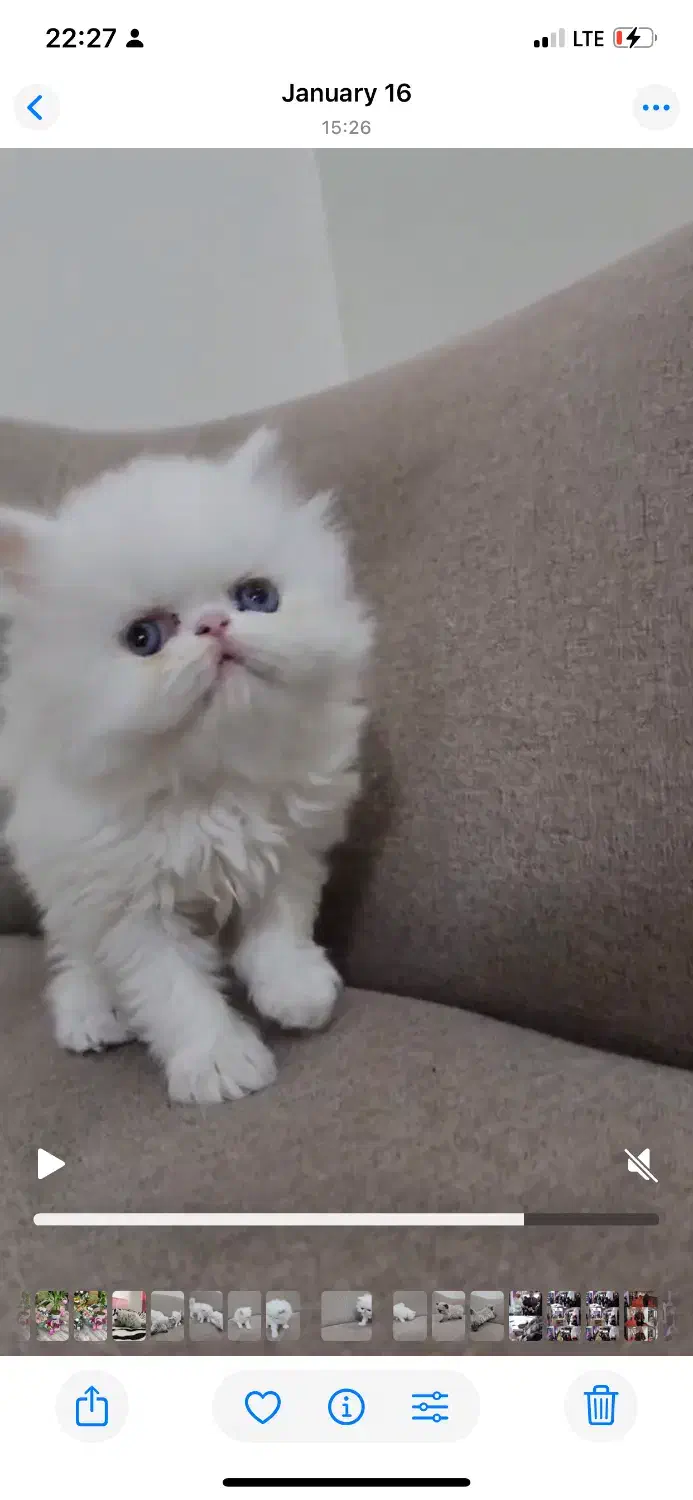 پرشین سفید|گربه|کرج, کوی کارمندان شمالی|دیوار