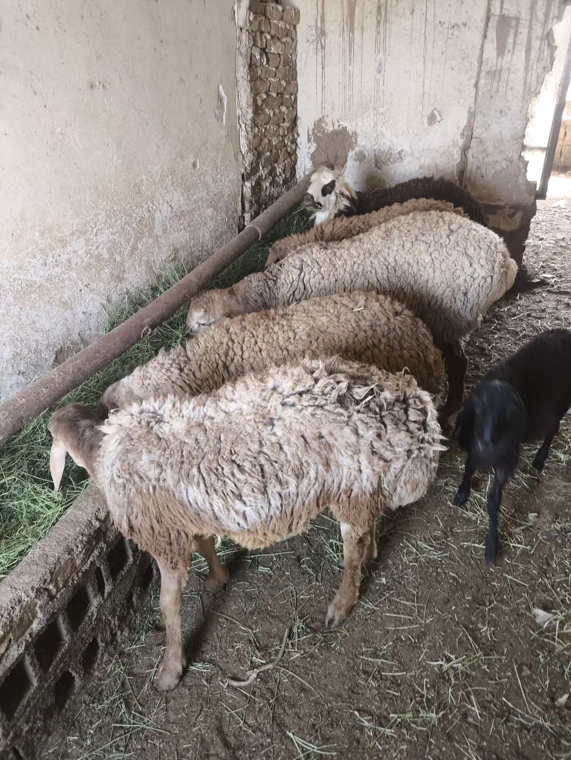 5تا بره نر قیمت 340ت|حیوانات مزرعه|تربت جام, معدآباد|دیوار