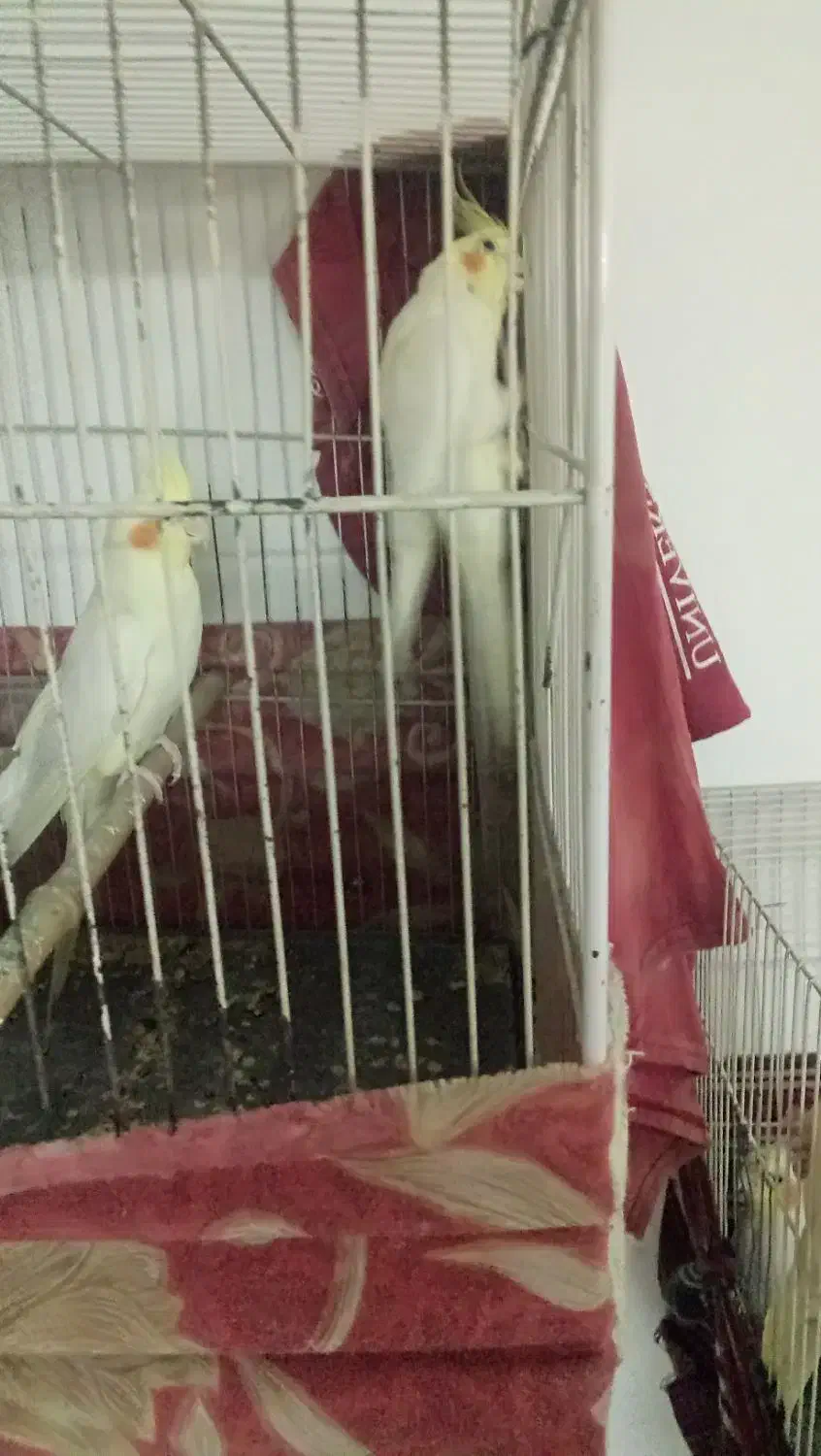 یک جفت عروس هلندی یک جفت مرغ عشق|پرنده|مشهد, گلشور|دیوار