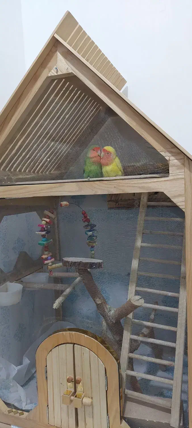 طوطی برزیلی|پرنده|نسیمشهر, |دیوار