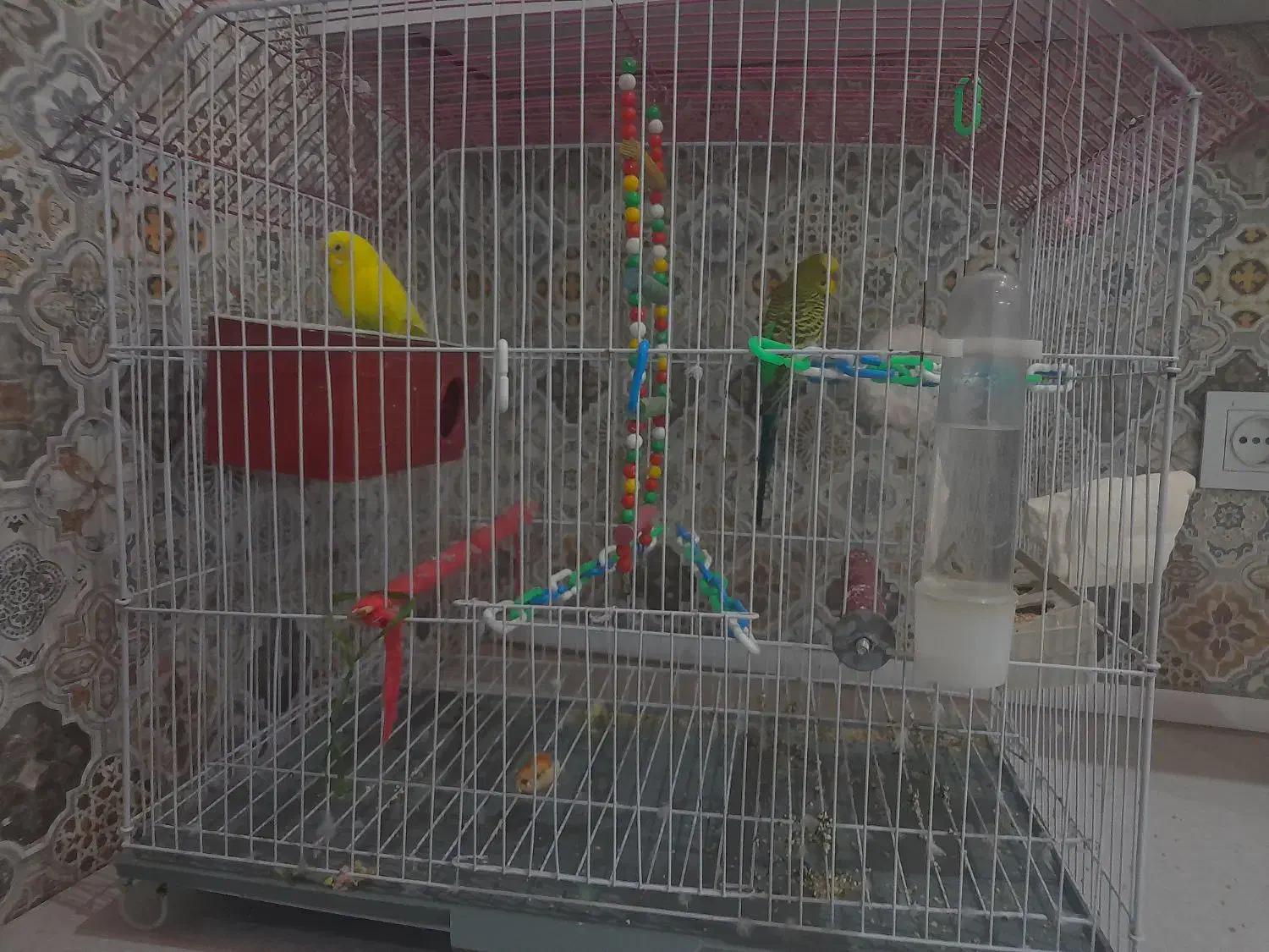 دو عدو مرغ عشق  باقفس و لوازم|پرنده|اسلام‌شهر, شهرک واوان|دیوار