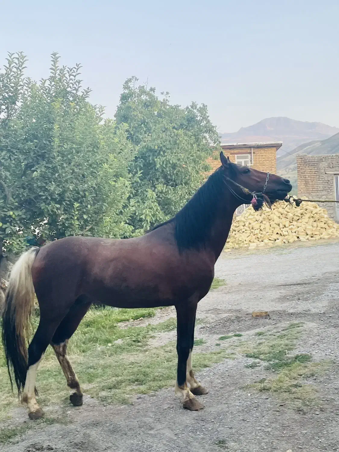 اسب|اسب و تجهیزات اسب‌سواری|سیلوانه, |دیوار