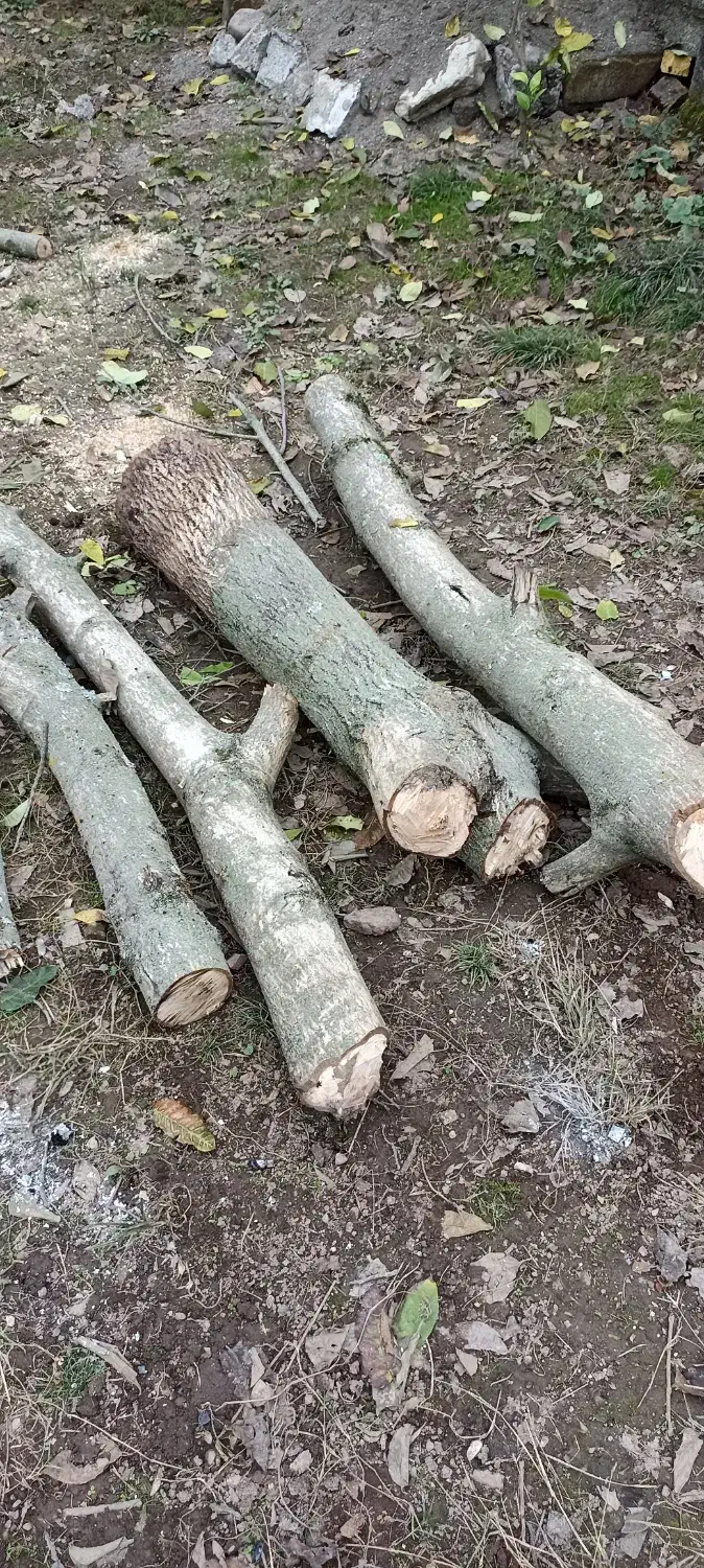 چوب گردو|خدمات پیشه و مهارت|پرهسر, |دیوار