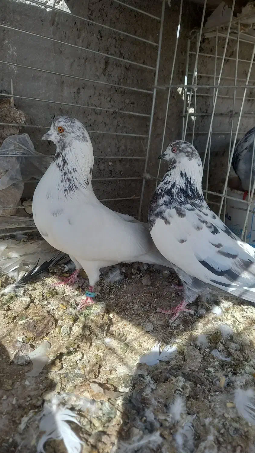 کبوتر پرشی|پرنده|حمیدیا, |دیوار