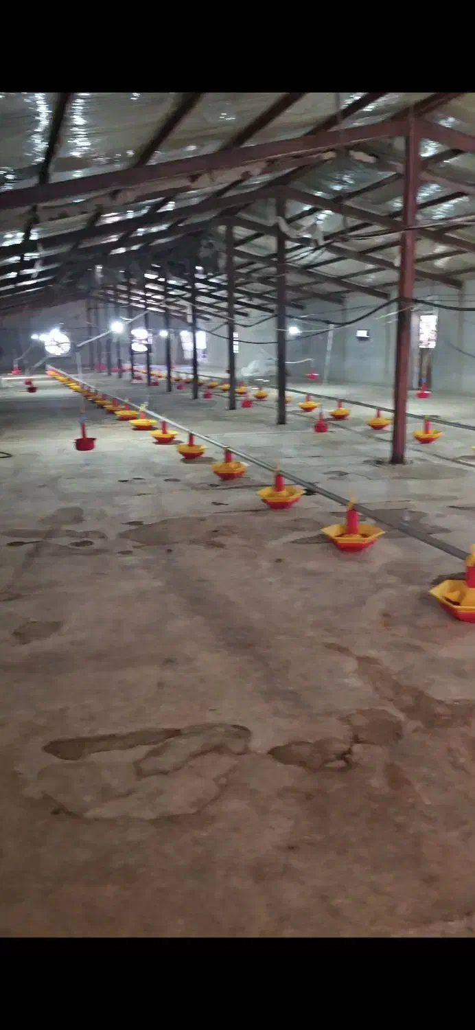 مزرعه پرورش بوقلمون واقع در استان البرز|فروش دفتر صنعتی، کشاورزی، تجاری|پلنگ آباد, |دیوار