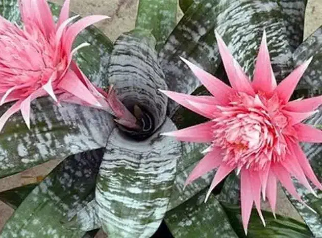 گل اکمیا|گل و گیاه طبیعی|بندر انزلی, کوی آزادگان|دیوار