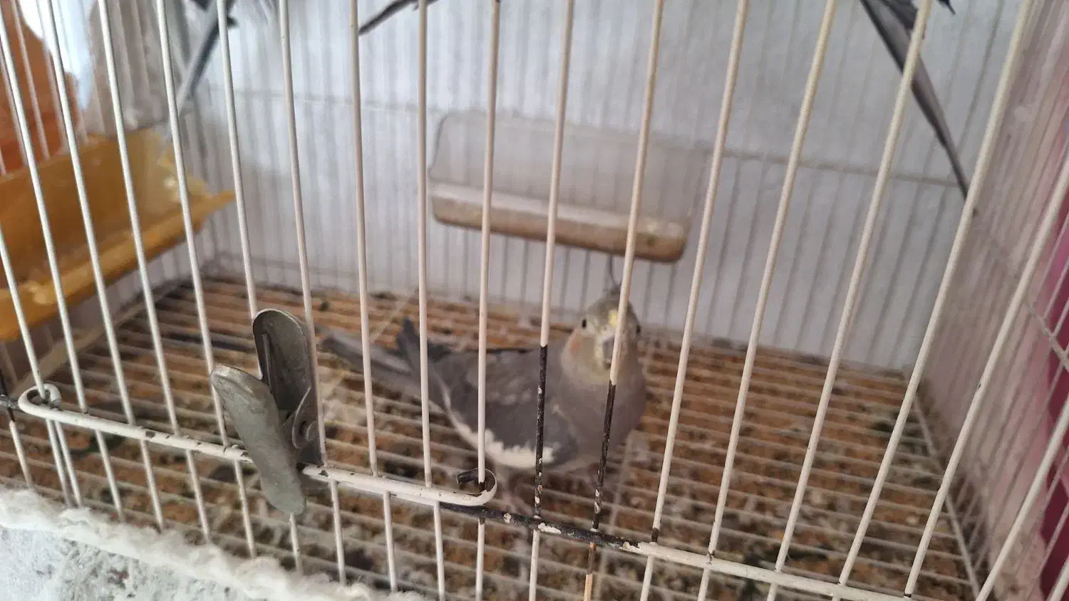 عروس هلندی|پرنده|مشهد, جاهد شهر|دیوار