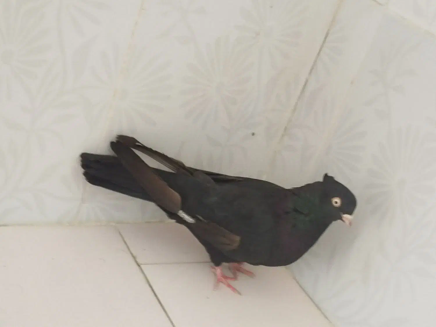 زاغ چشم نک سفید عروسک نوک ریز|پرنده|دهدشت, |دیوار