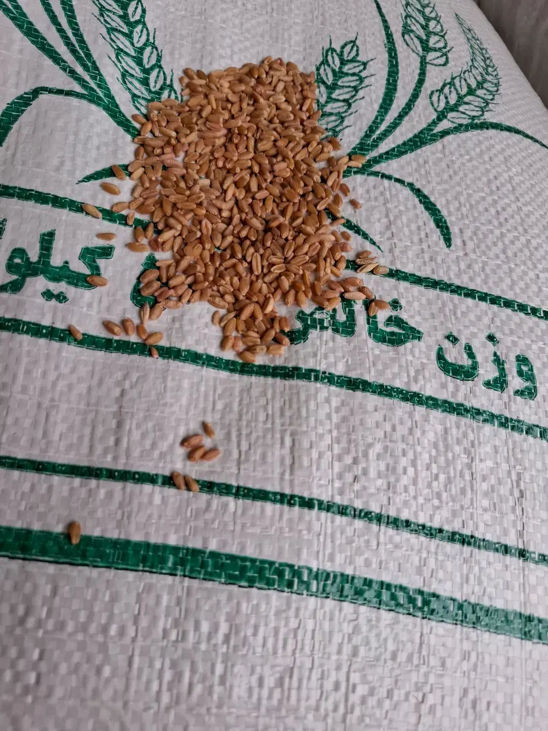 گندم بذری|خدمات باغبانی و درختکاری|اهواز, اهواز|دیوار