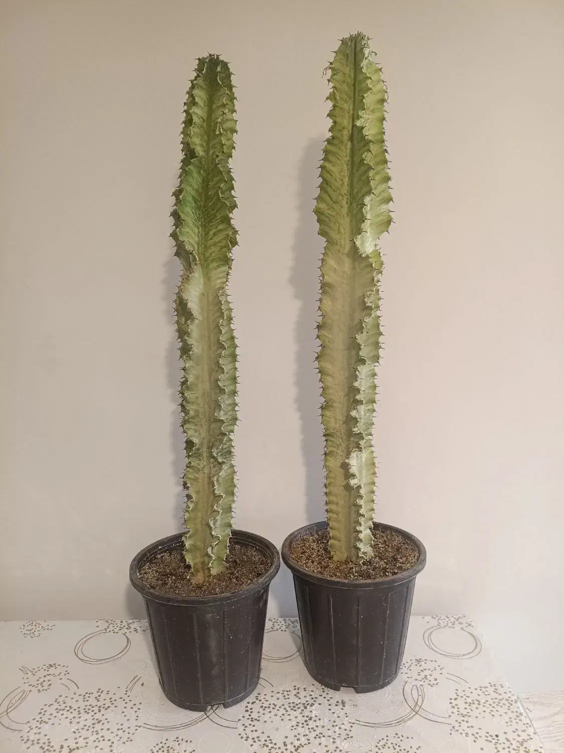 فروش انواع افوربیا و گیاهان اپارتمانی|گل و گیاه طبیعی|کرج, شهرک اوج|دیوار