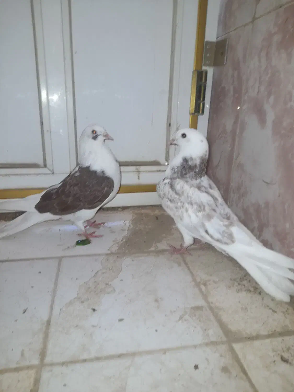 کبوتر هشتبندی|پرنده|توکهور, |دیوار