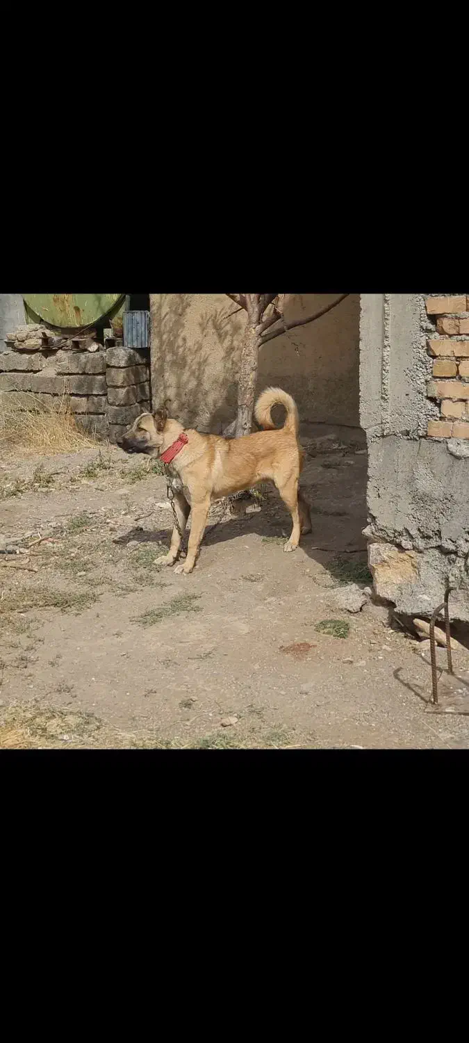 گمشده|سگ|موچش, |دیوار