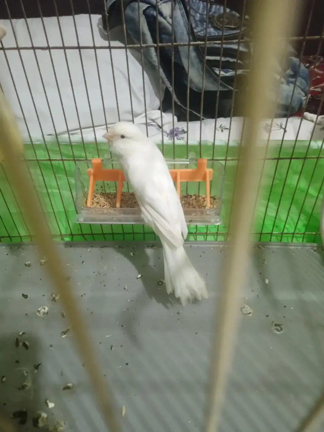 قناری نر|پرنده|آران و بیدگل, |دیوار